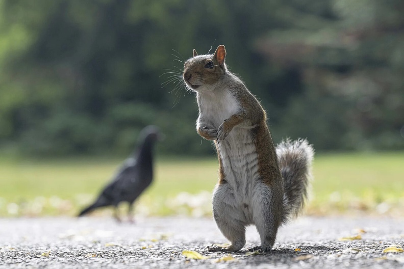 Squirrel and a pigeon at Valentines Park, London, England, UK